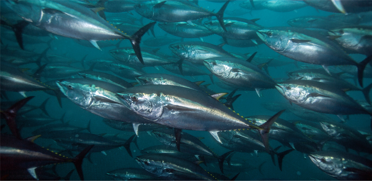 200kg Tuna Set For Auction Block in Yilan