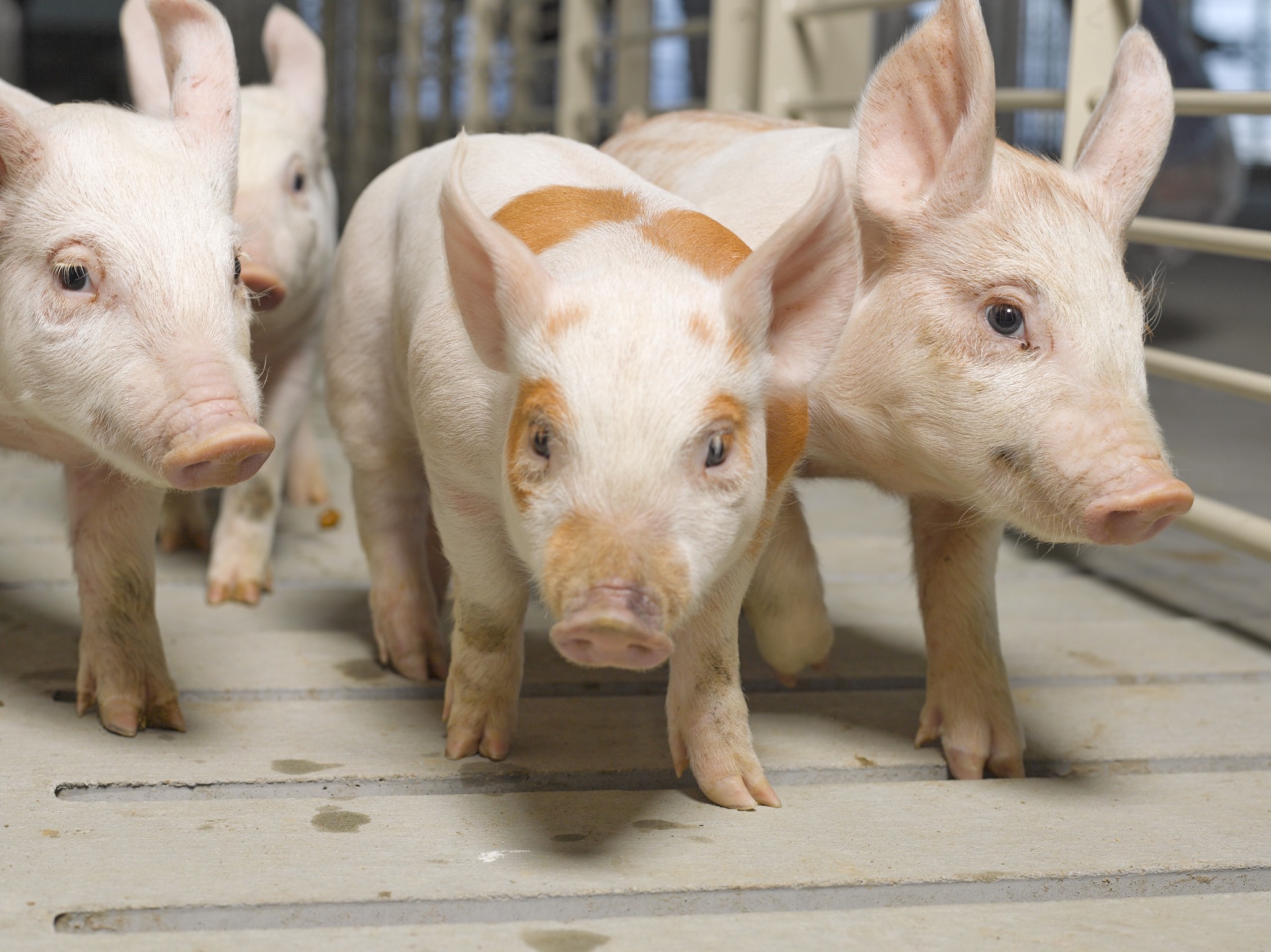 Taiwan Pork Exports To Resume After 23 Year Ban