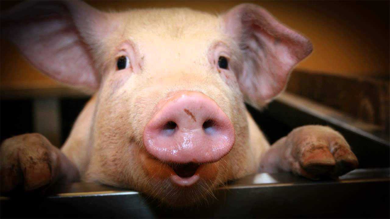 China Blocks German Pork To Prevent African Swine Fever
