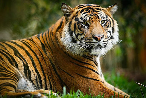 Three Endangered Tigers Spotted In Western Thailand