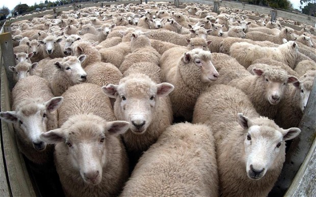 When 800 Sheep Nearly Caused A War Between India & China