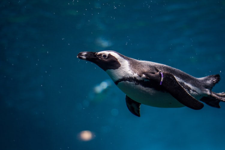 Taiwan’s First Metropolitan Aquarium—A Fascinating Underwater World From Japan