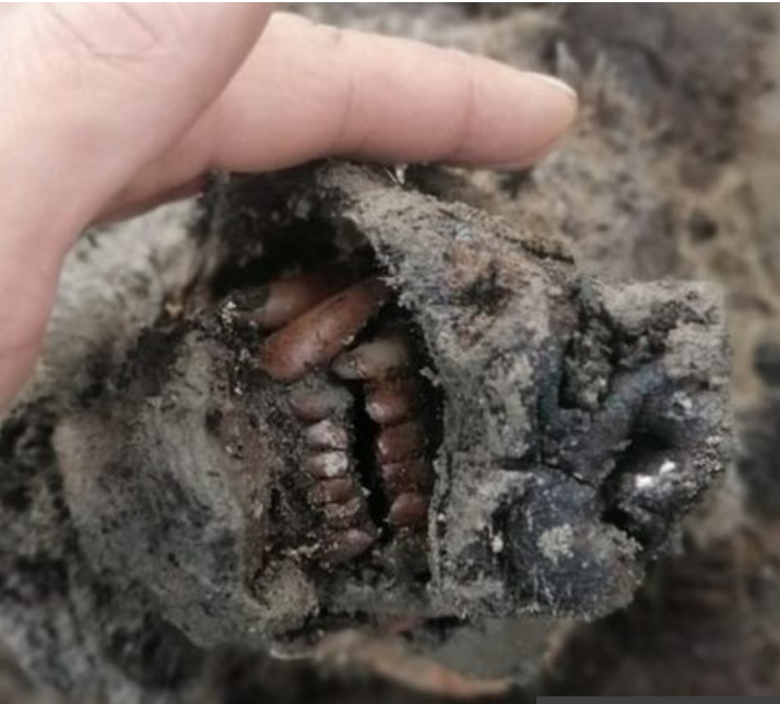 Intact Remains of 40,000 Year Old Bear Discovered In Northern Russia