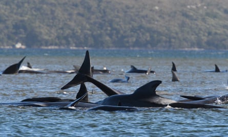 More Pilot Whales Beached In Australia; Hundreds Now Dead