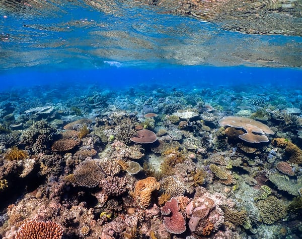Great Barrier Reef Loses Over Half Its Corals In 25 Years