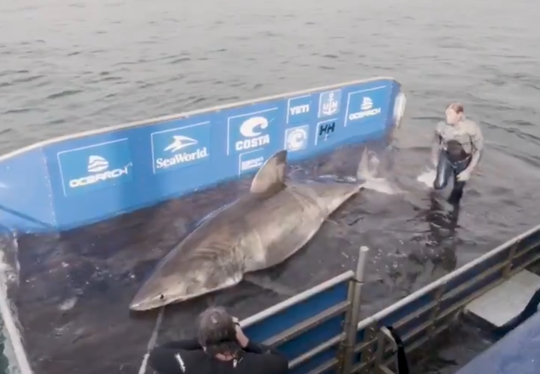 Huge Great White Shark Tagged In Atlantic Ocean