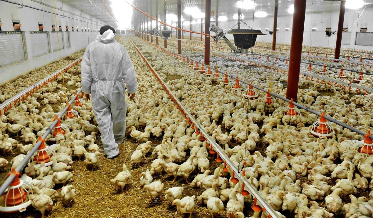 330,000 Chickens To Die After Avian Flu Confirmed In Japan