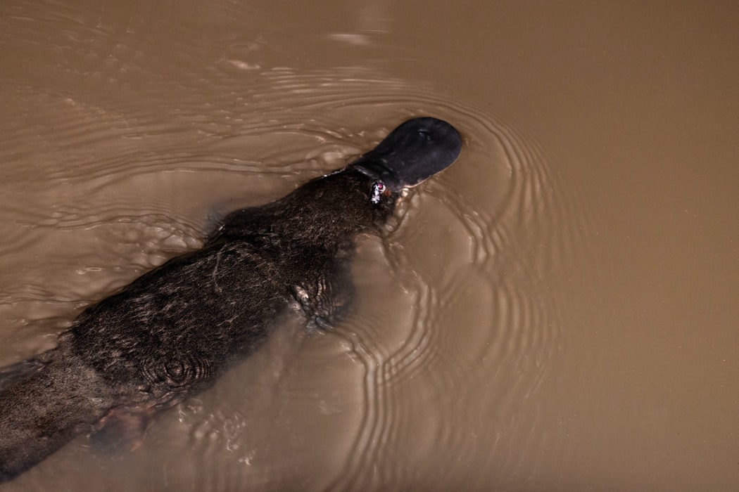 Platypus Habitat In Australia Shrinks By Almost 25% in 30 Years