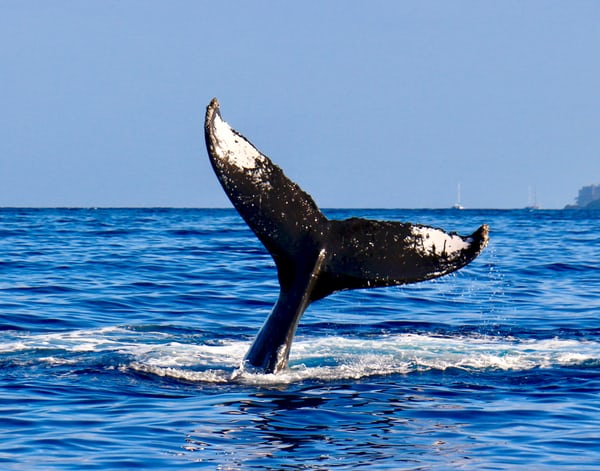 Japan’s Whaling Limit For Season Set At 383 – All Species “Abundant”