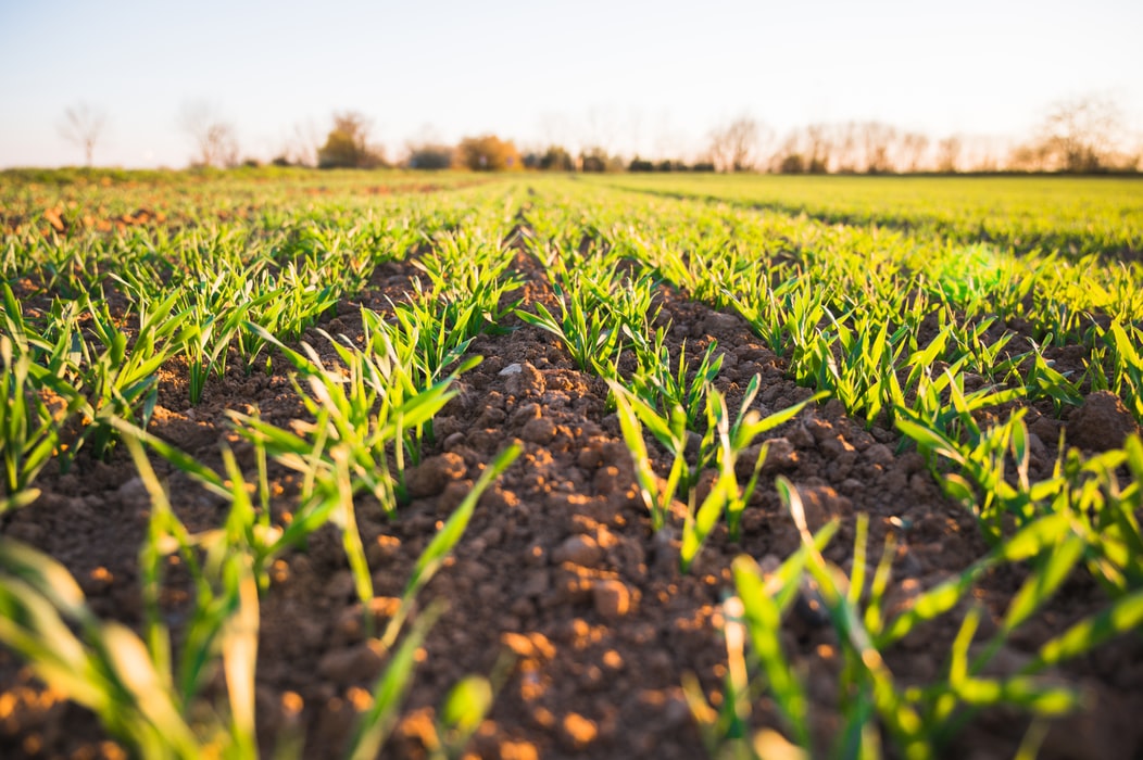 Taiwanese Startup Launches New AI Agriculture Platform