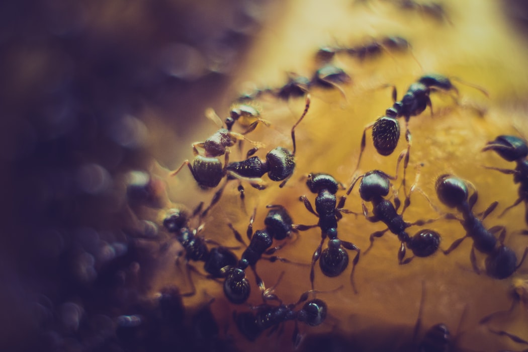 Empire Of Ants CO. LTD: Welcome To Taiwan’s World Of Ants