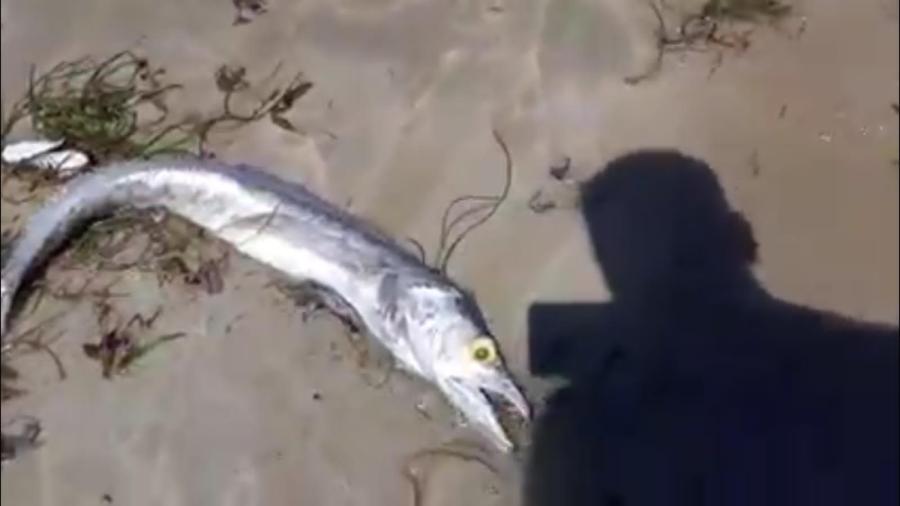 Dead Fish Wash Up On Beach In Southern Somalia, Toxic Dump Feared