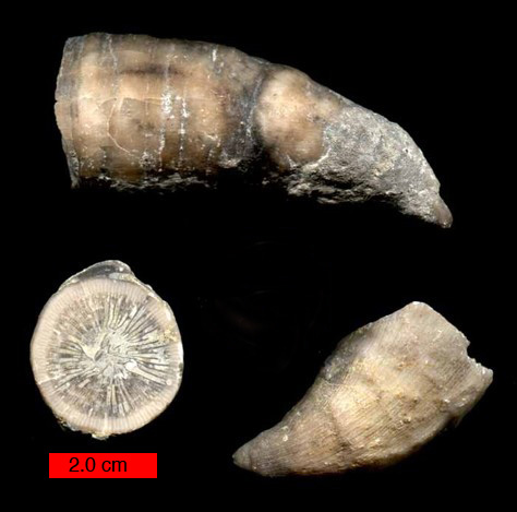British Boy, 6, Finds 488 Million Year Old Fossil – In His Garden