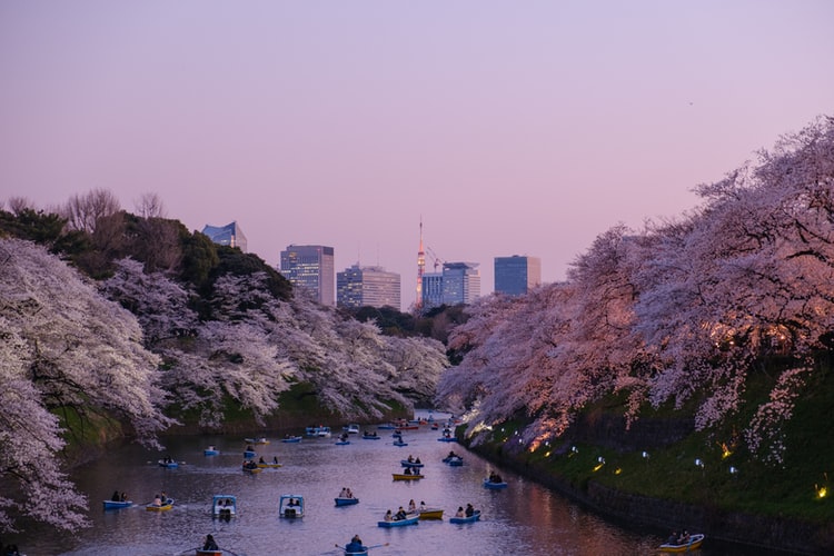 Future Travelers Looking To Japan