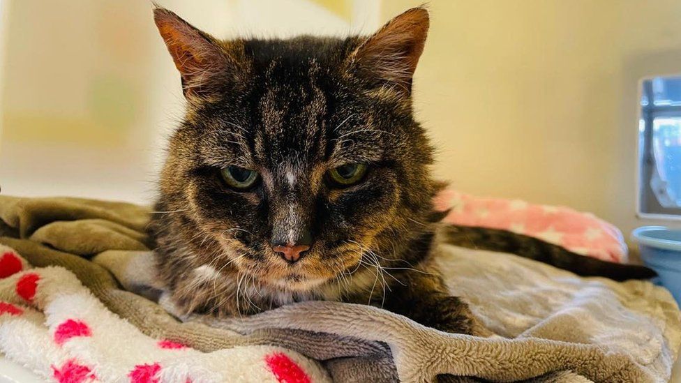 UK Cat Missing For 20 Years Comes Home To Die