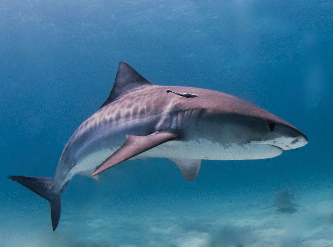Shark Attack In Hawaii, Beaches Closed