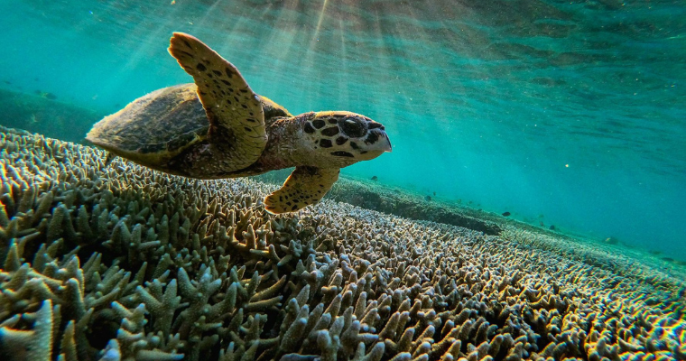 Great Barrier Reef is ‘in danger’ list, says UNESCO