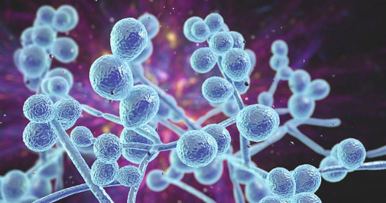 Other fungal infections with white fungus pose a threat to Indian patients