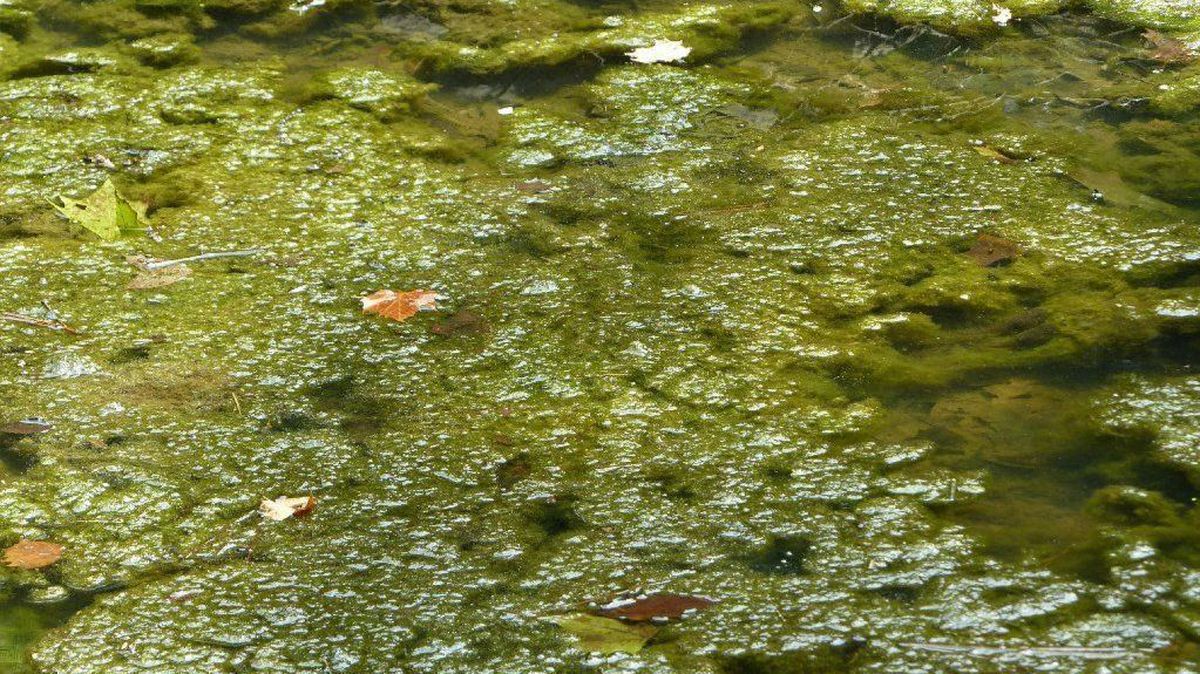 Poison algae takes three lives in California