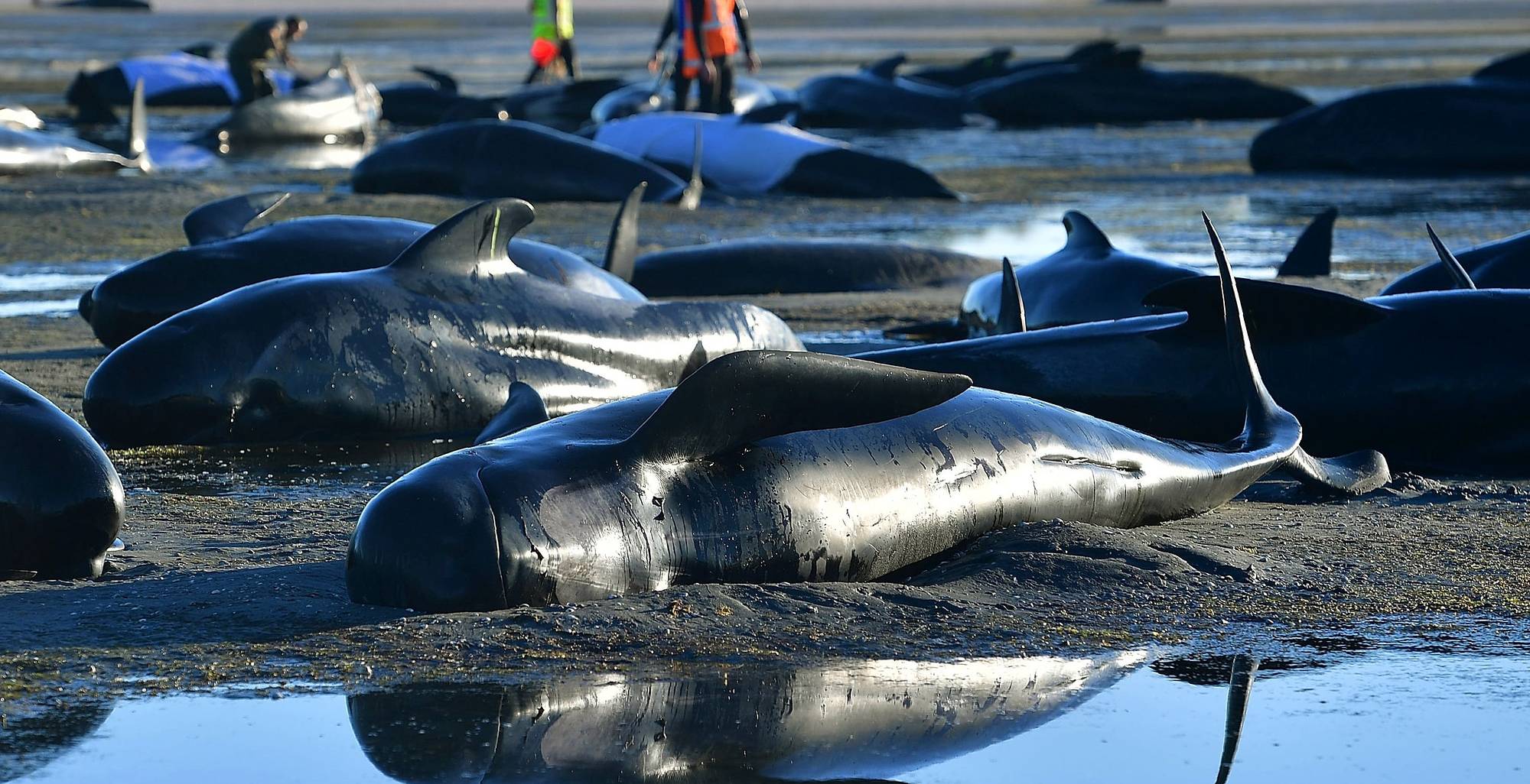 230 whales end up on a Tasmanian beach