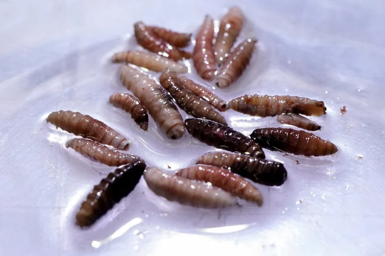 美國確認首例人類感染肉食性螺旋蟲寄生蟲病例