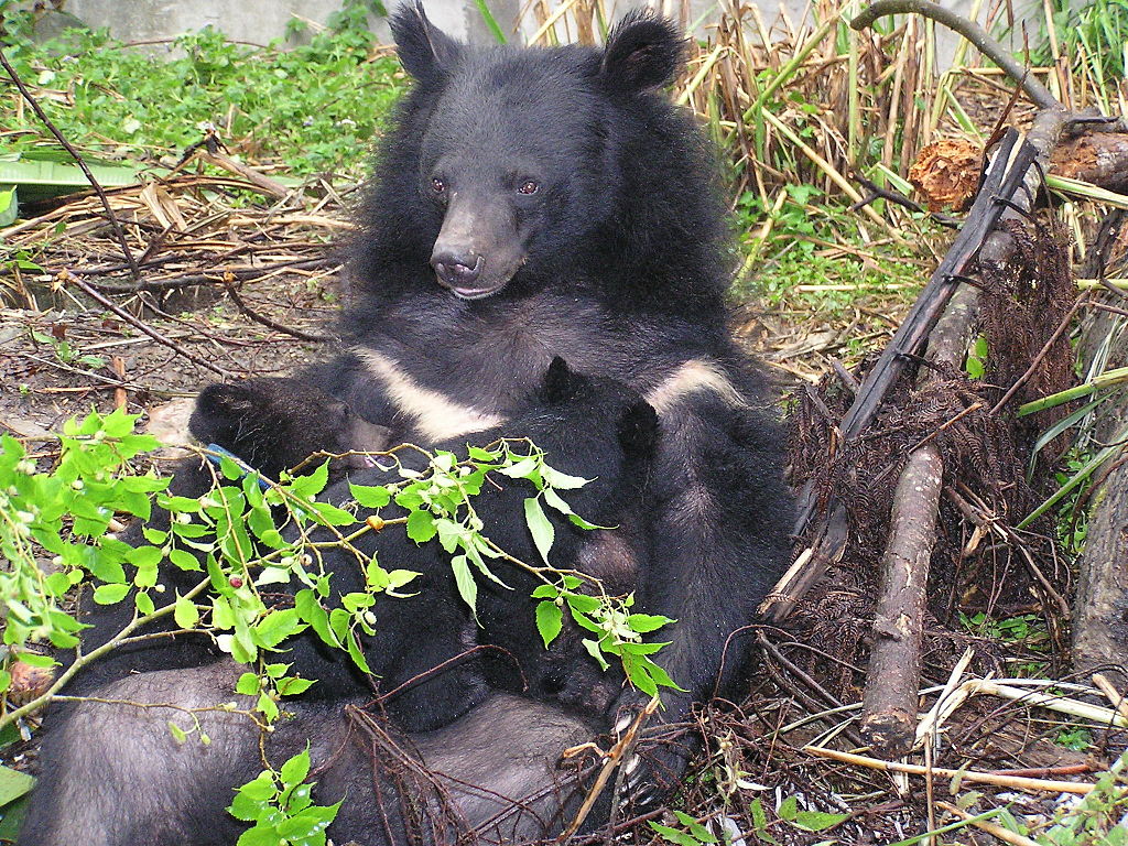 Formosan Black Bear’s Death Analysed