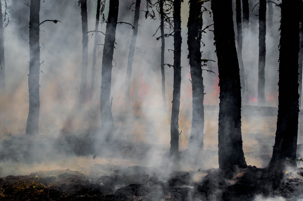 Three Billion Animals Affected By Aussie Bushfires: Report