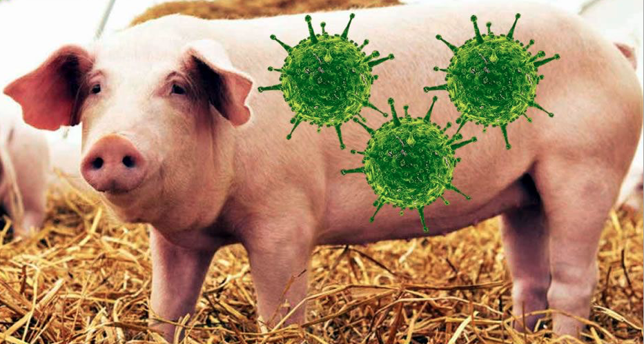 New Swine Flu Strain In China A Worldwide Health Concern
