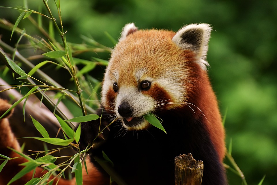 Critically Endangered Red Pandas Born In Erie Zoo
