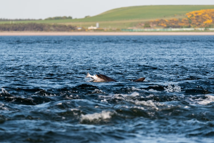 Japan’s Annual Dolphin Hunt Underway In Taiji