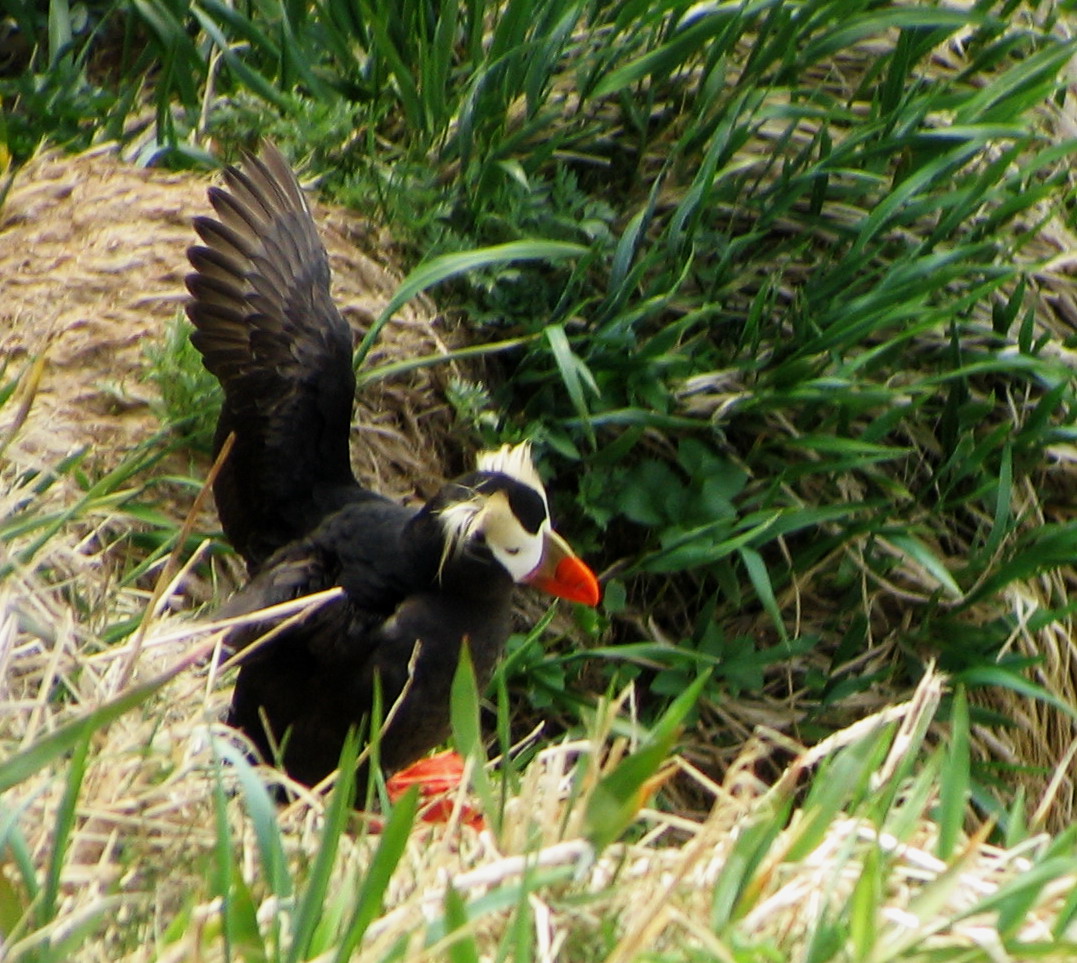 Japan Looks To Bring Tufted Puffin Populations Back From The Brink