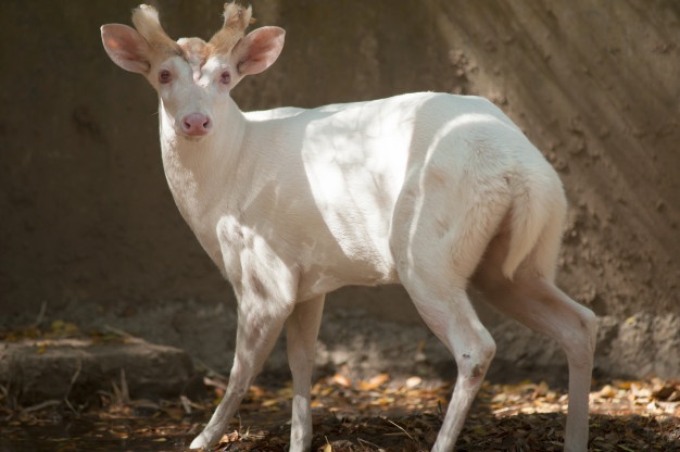 Two Dead At Thailand Zoo In Murder Linked To Albino Deer Disappearance