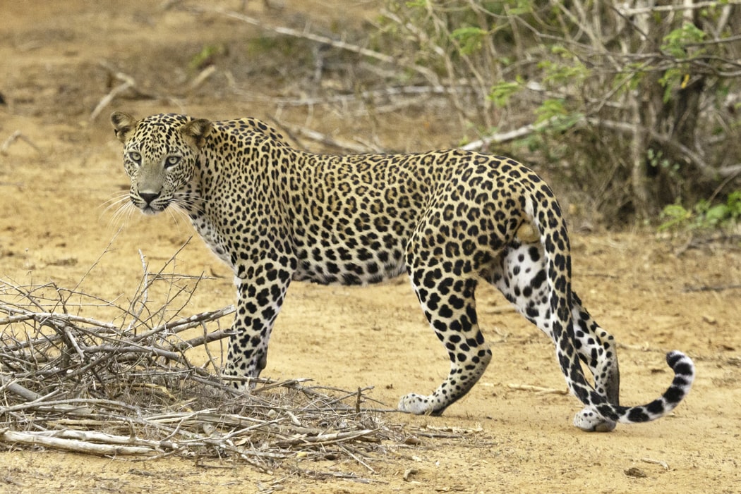 Leopard Attacks Camel Herder In Taiwan Ally, Somaliland