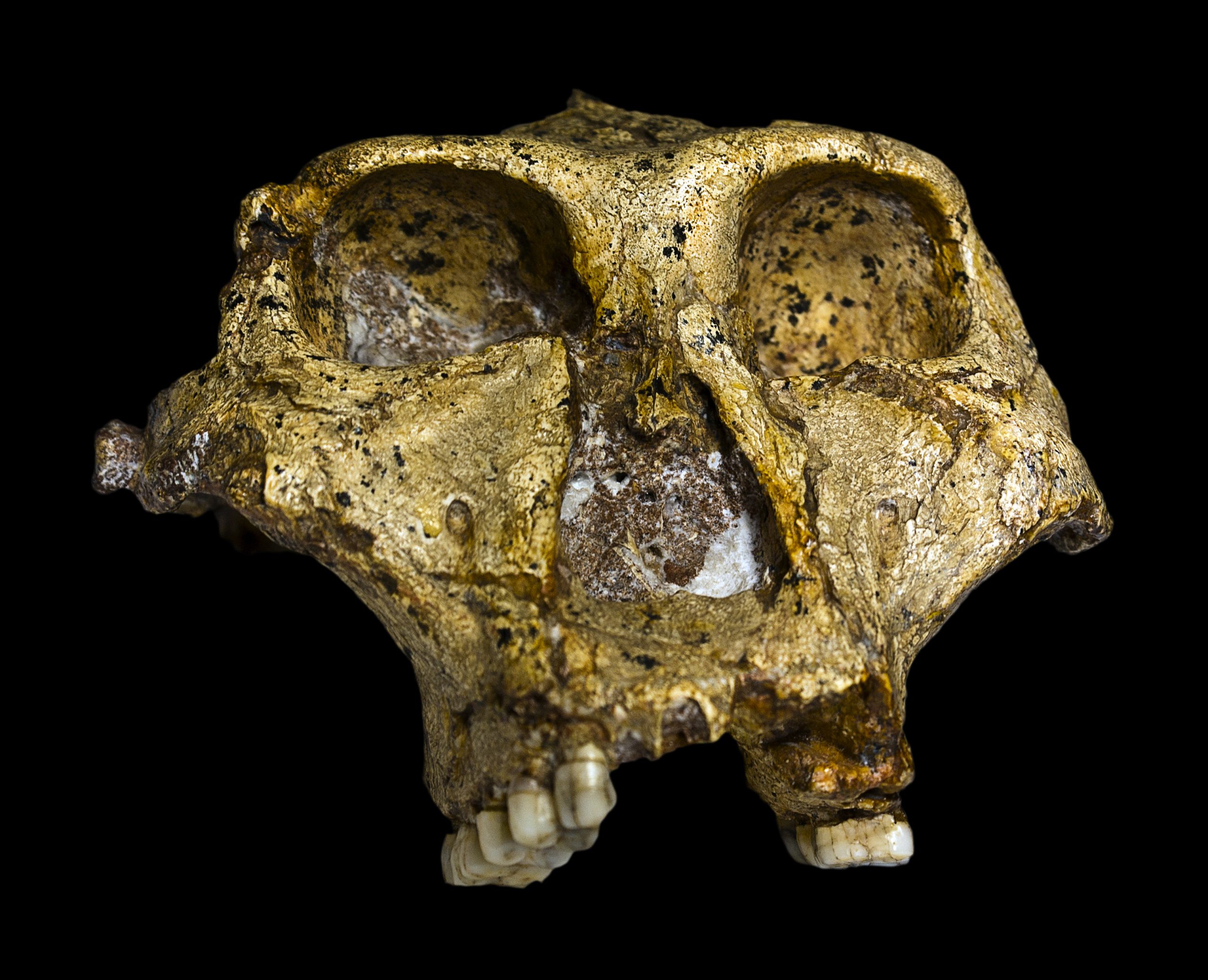 Two Million Year Old ‘Human-Like’ Skull Found