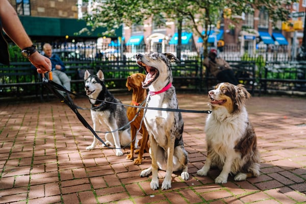 CES 2021: Taiwanese Startup Sniffy Labs Takes Dog Training To The Next Level