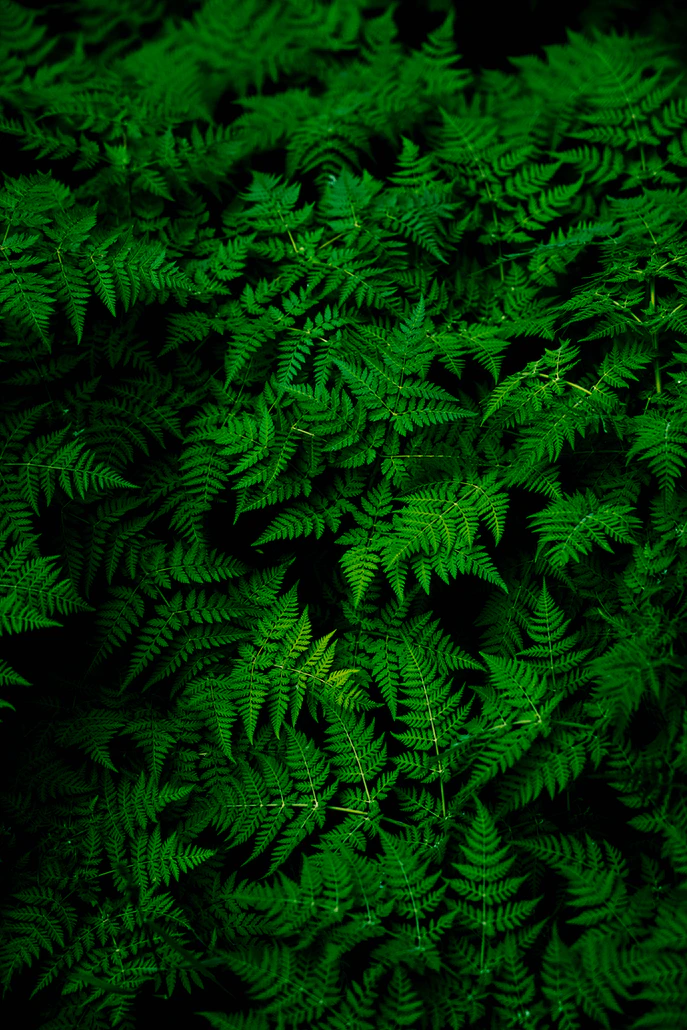 The silent speech of plant life