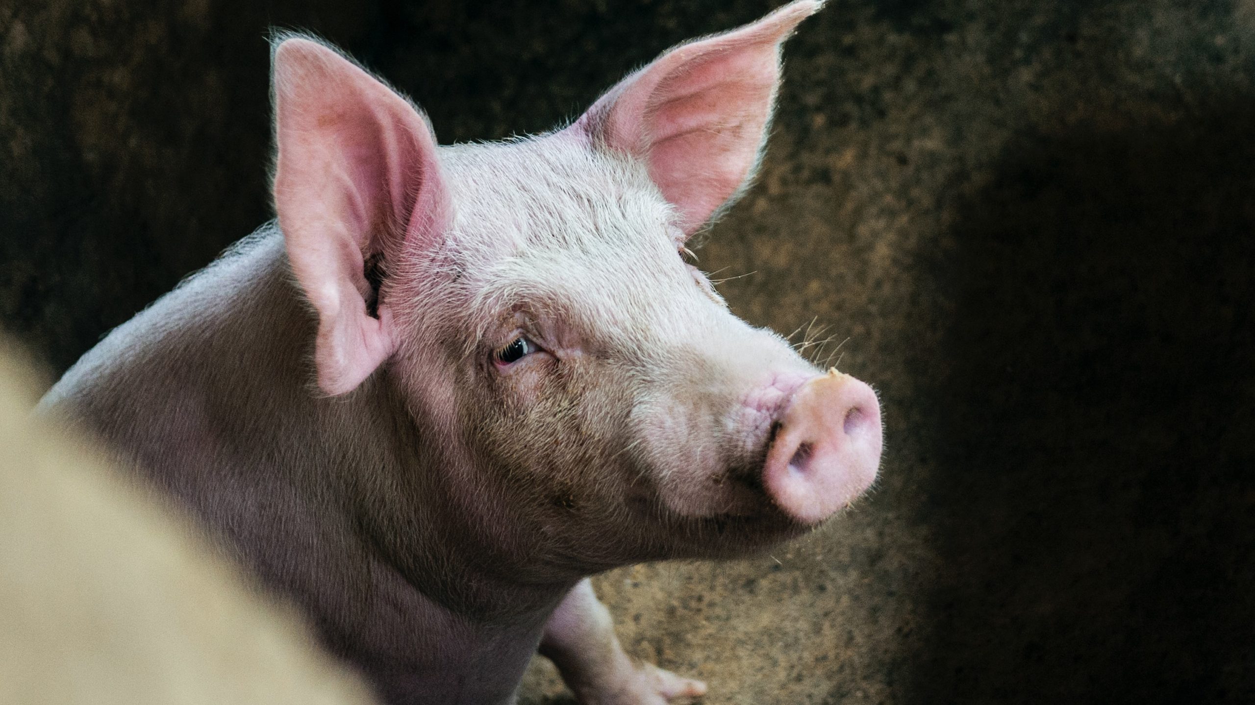 Undead pigs show that death might not be final