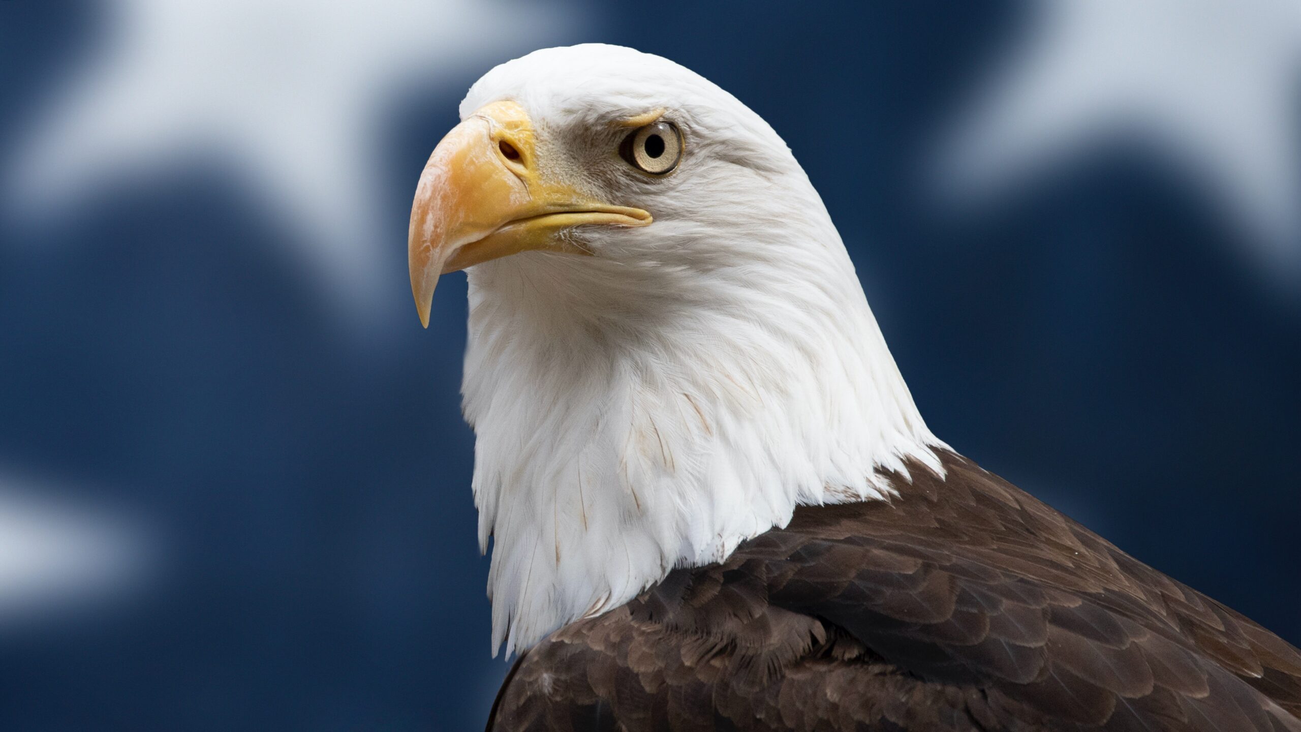 US President Biden officially designates Bald Eagle as U.S. National Bird